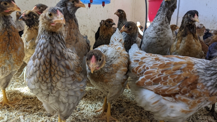 A Smart Coop For Your Backyard